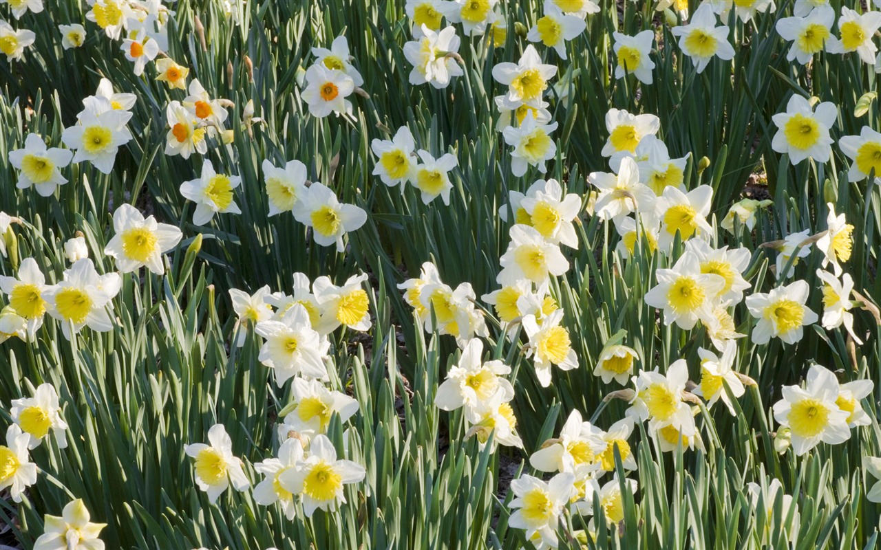 fleurs fond d'écran Widescreen close-up #24 - 1280x800