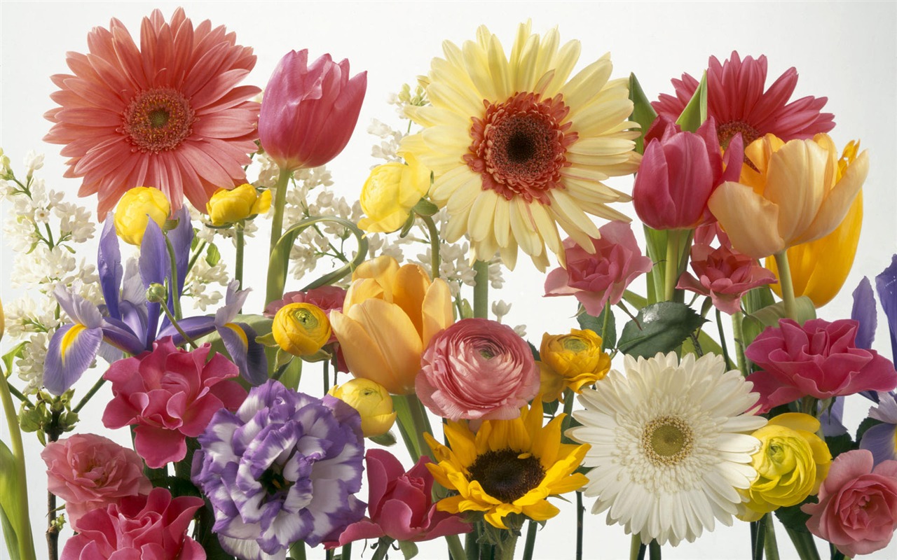 fleurs fond d'écran Widescreen close-up #25 - 1280x800