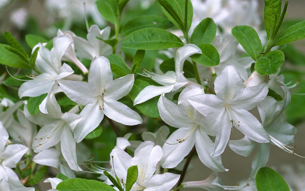 Widescreen wallpaper flowers close-up #27 - 1280x800