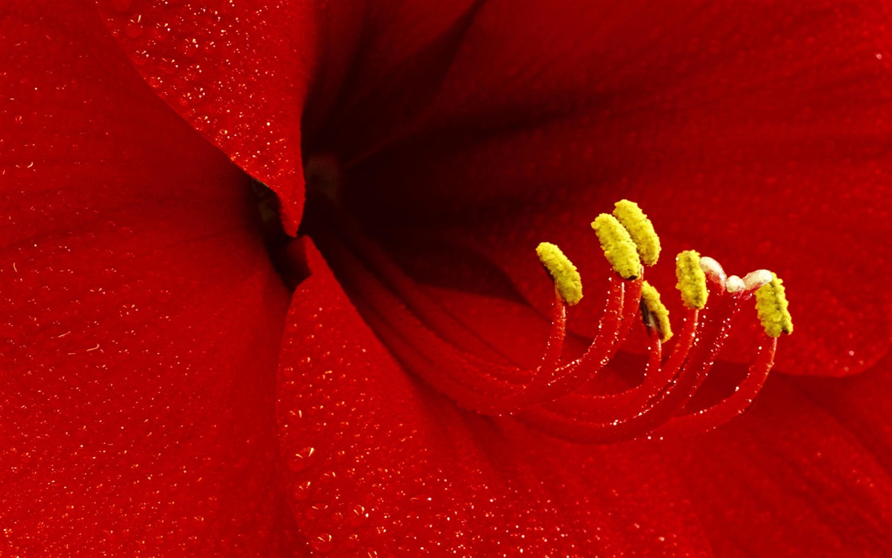fleurs fond d'écran Widescreen close-up #29 - 1280x800