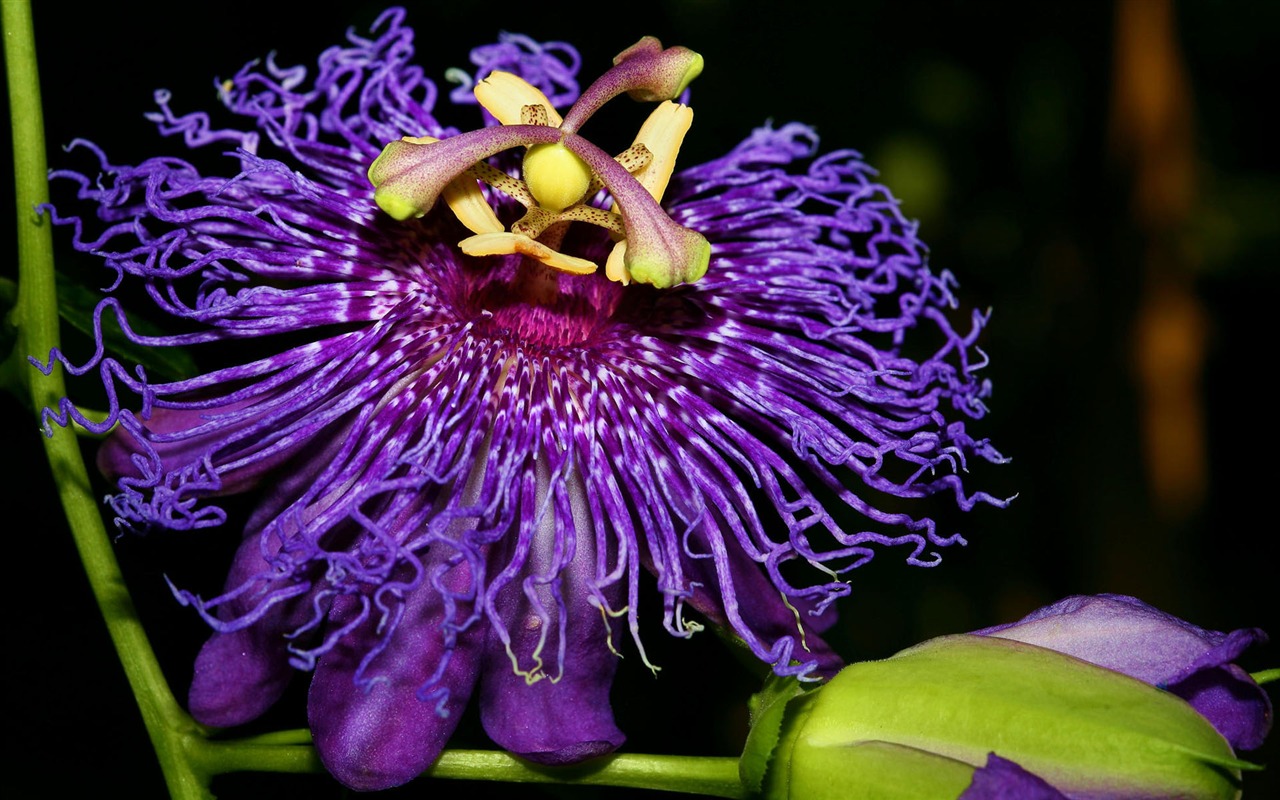 fleurs fond d'écran Widescreen close-up #32 - 1280x800