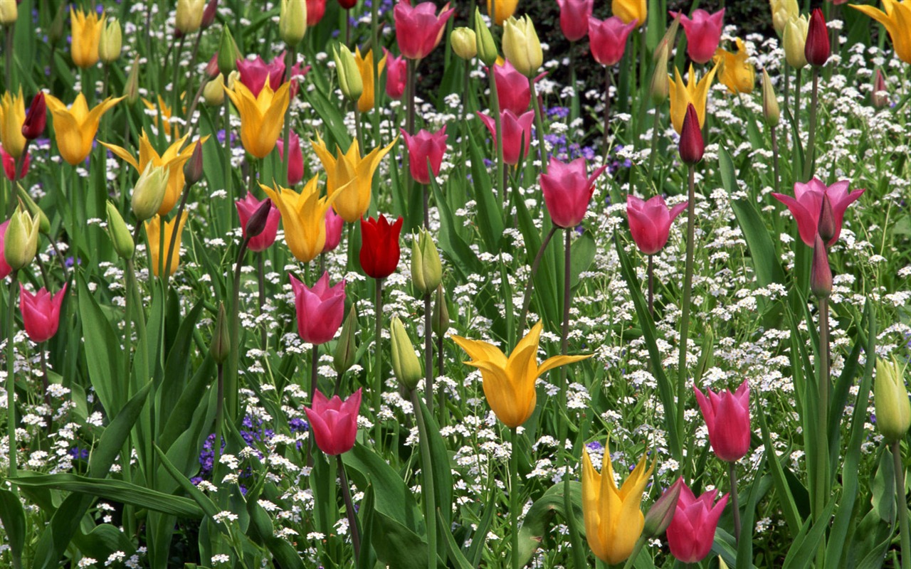 fleurs fond d'écran Widescreen close-up #33 - 1280x800