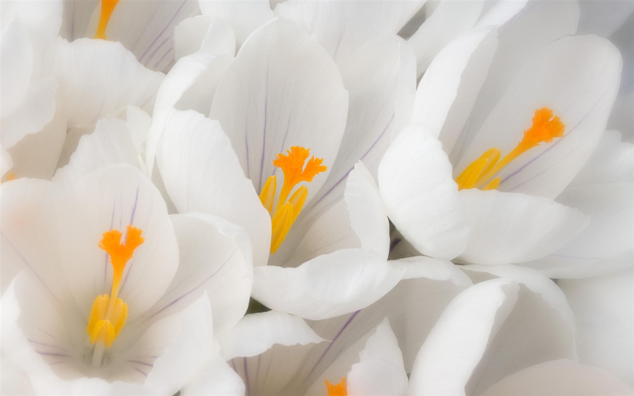 Widescreen wallpaper flowers close-up #34 - 1280x800