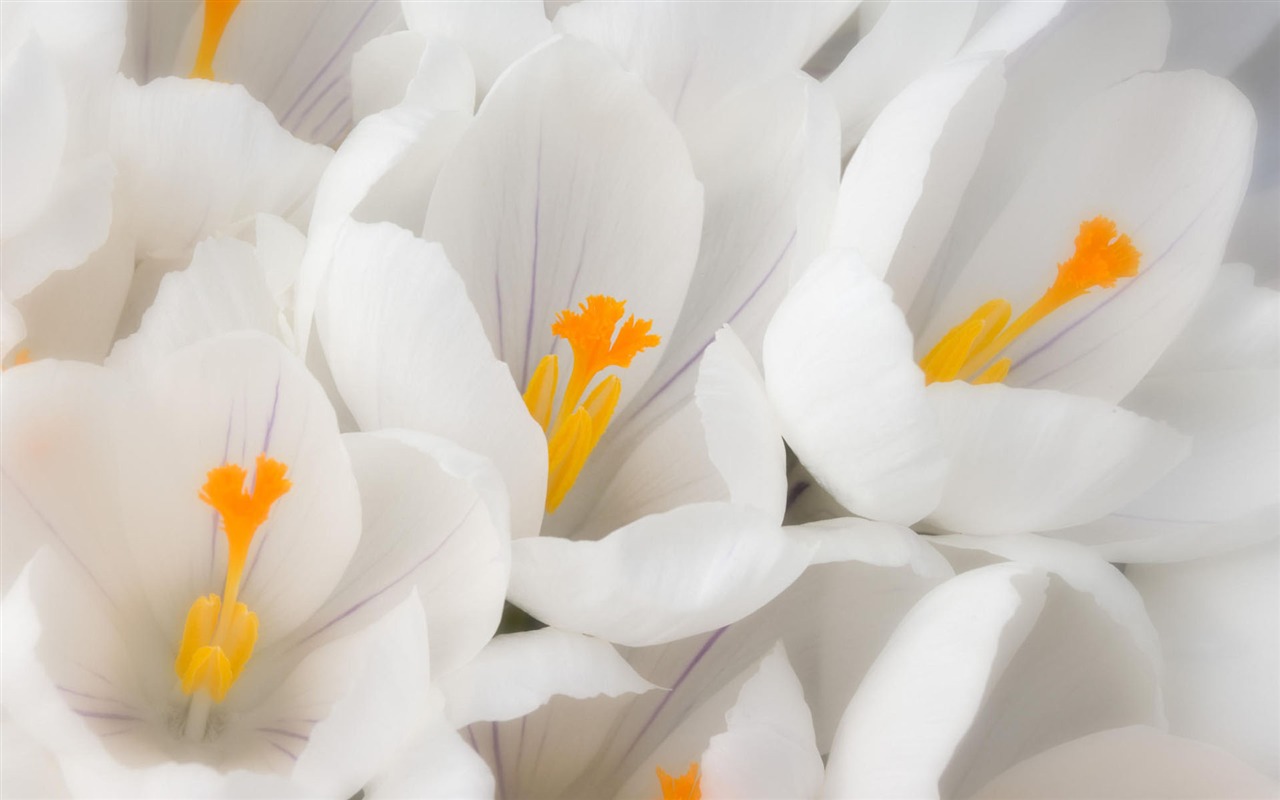 fleurs fond d'écran Widescreen close-up #34 - 1280x800