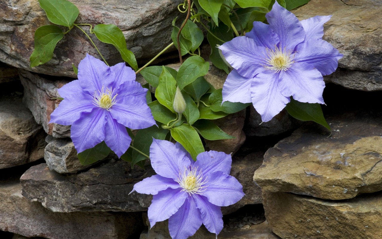 Widescreen wallpaper flowers close-up #36 - 1280x800
