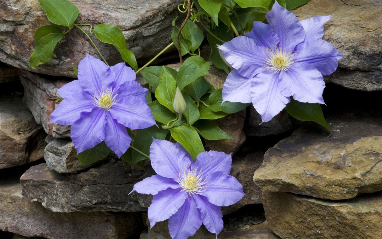 fleurs fond d'écran Widescreen close-up #36 - 1280x800