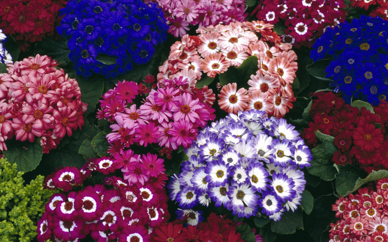 fleurs fond d'écran Widescreen close-up #40 - 1280x800