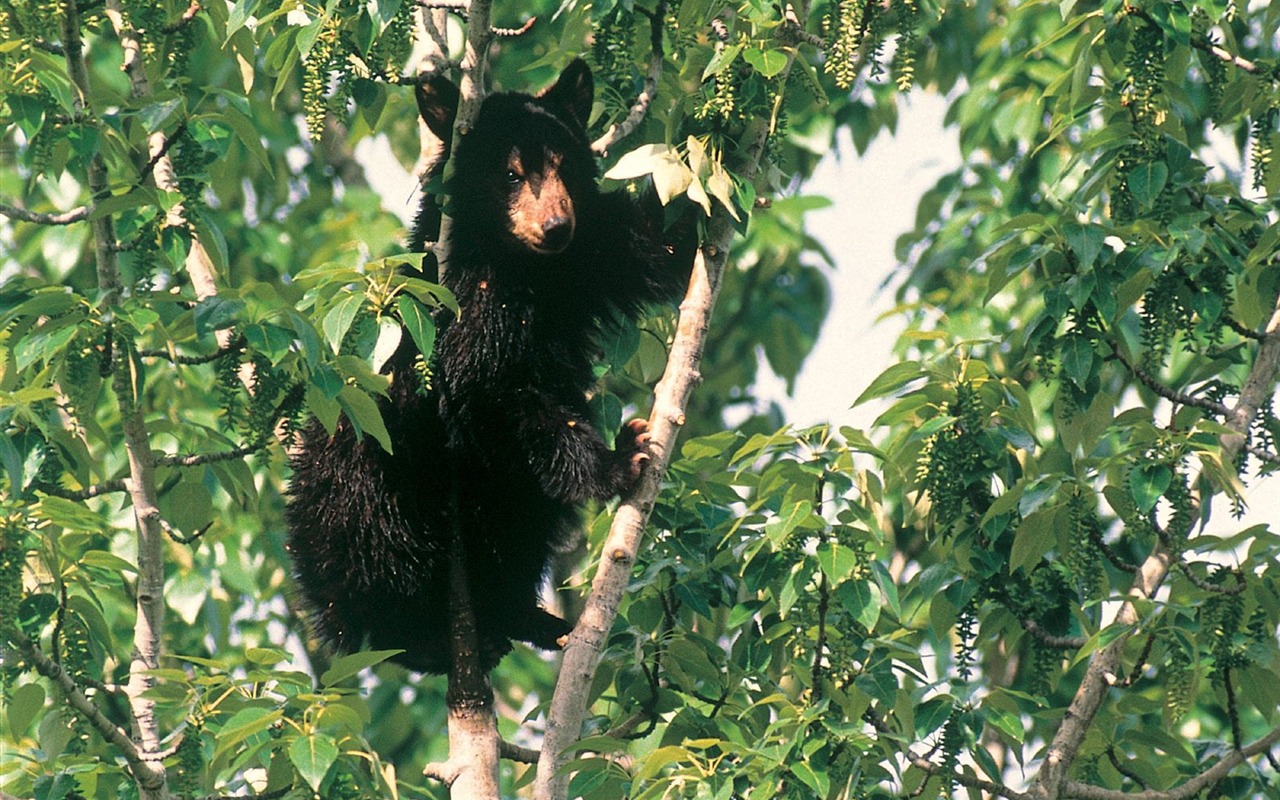 熊壁纸专辑4 - 1280x800