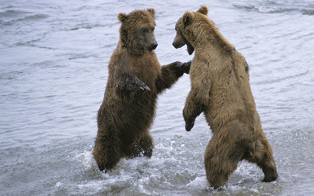 Bear Tapety Album #5 - 1280x800