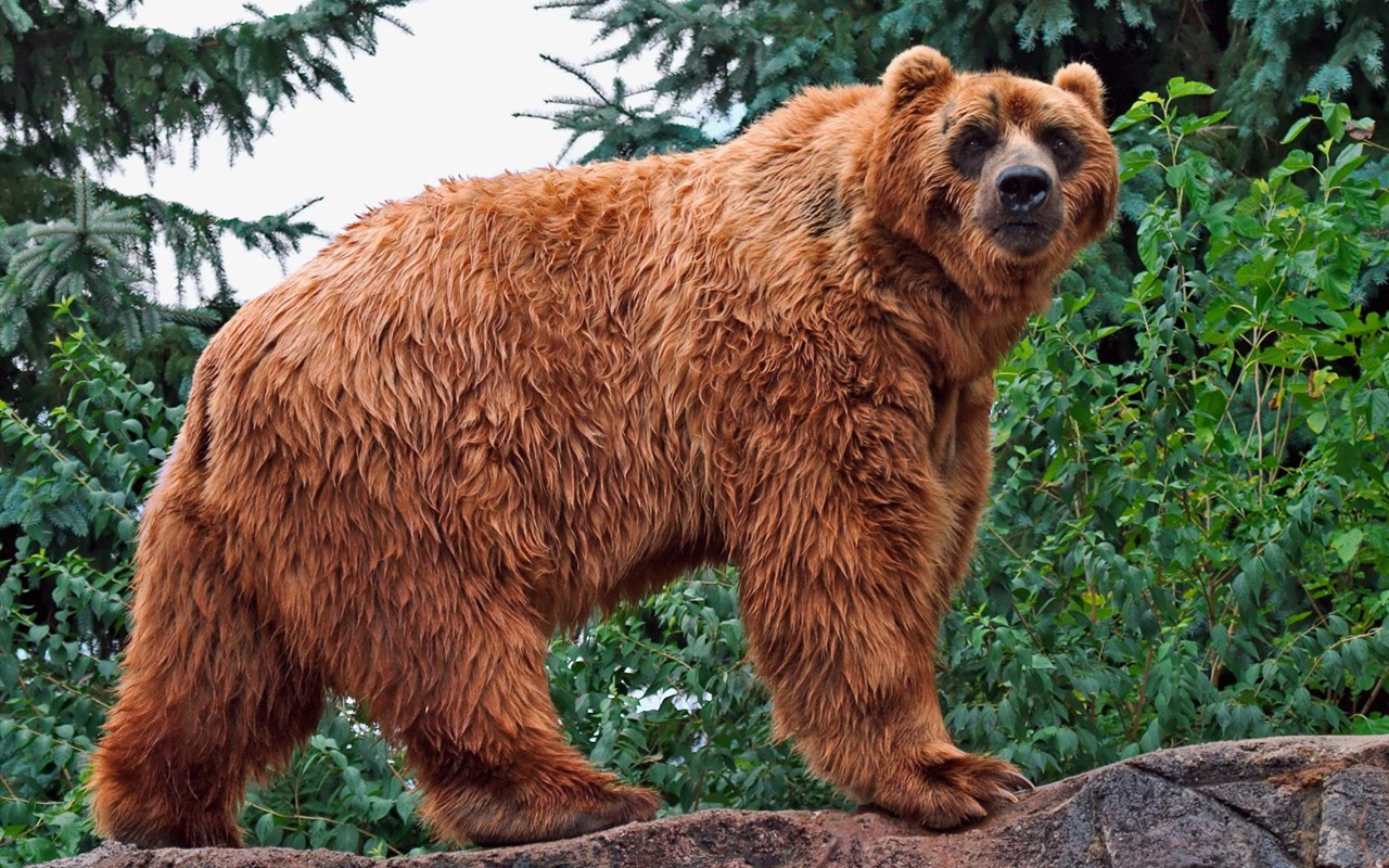 Bear Tapety Album #6 - 1280x800