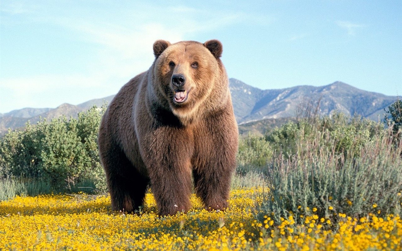 Bear Tapety Album #7 - 1280x800