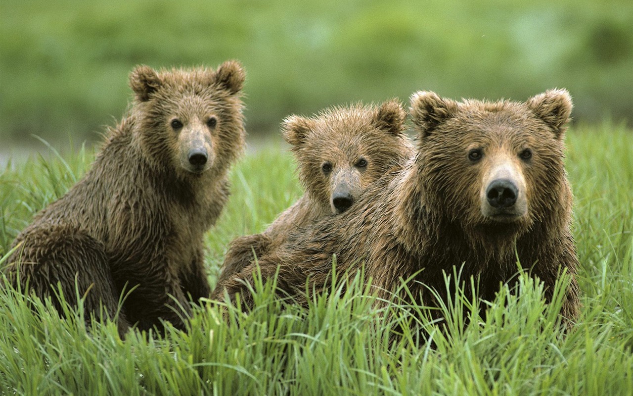 Bear Tapety Album #8 - 1280x800