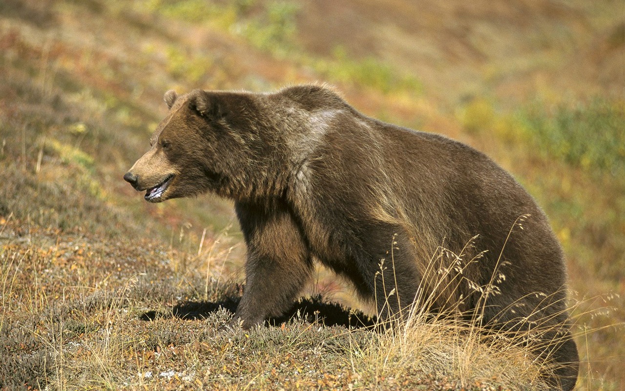 Bear Tapety Album #9 - 1280x800