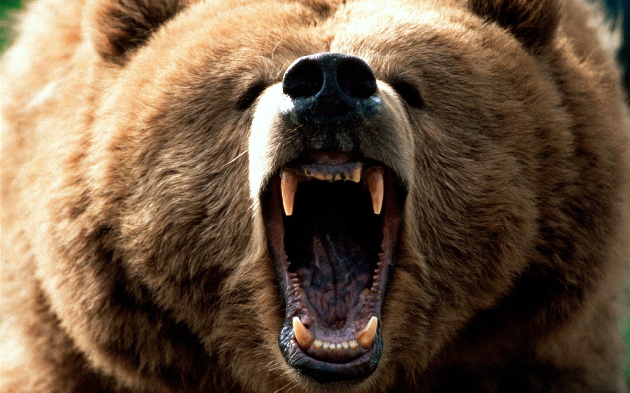 Bear Tapety Album #10 - 1280x800