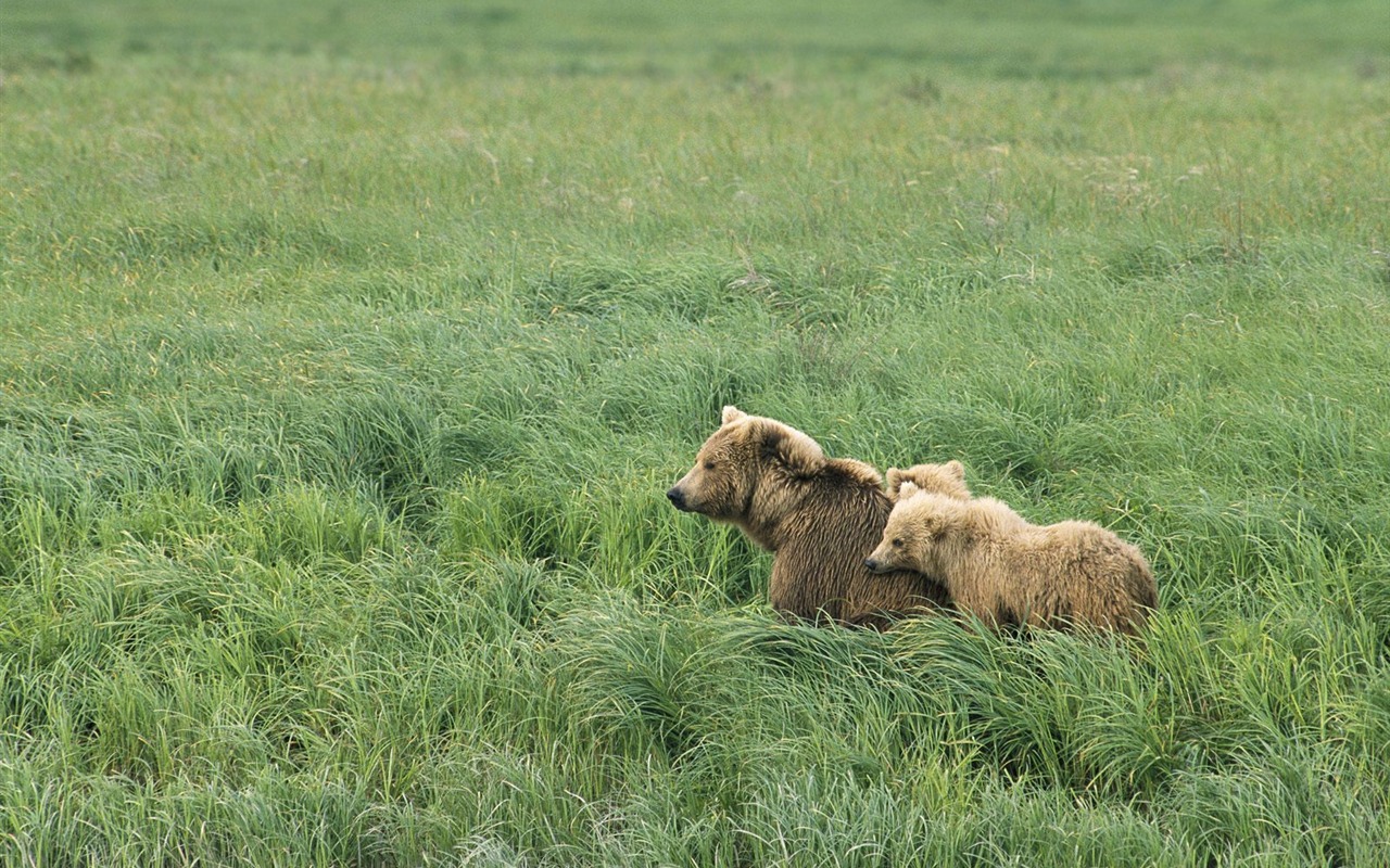 Bear Tapety Album #12 - 1280x800