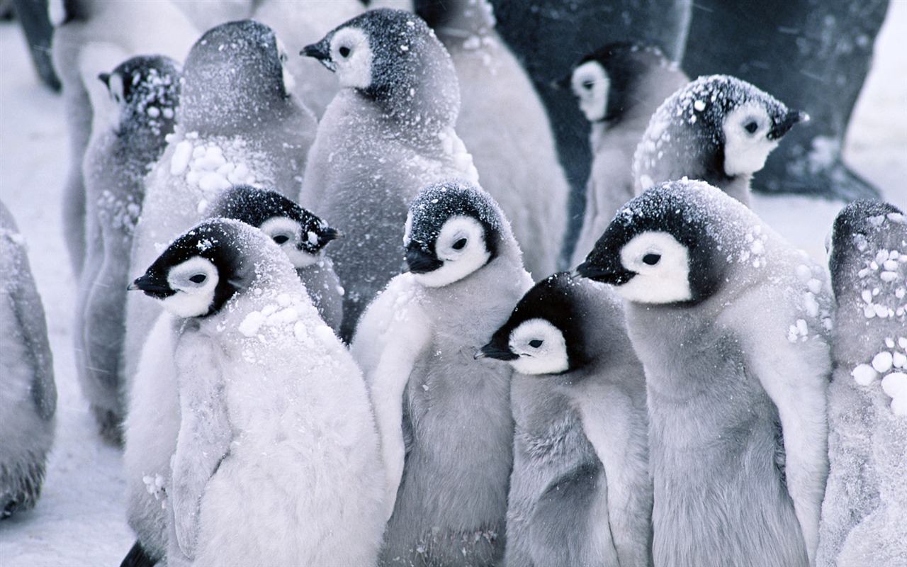 Foto de Animales Fondos de Pingüino #1 - 1280x800