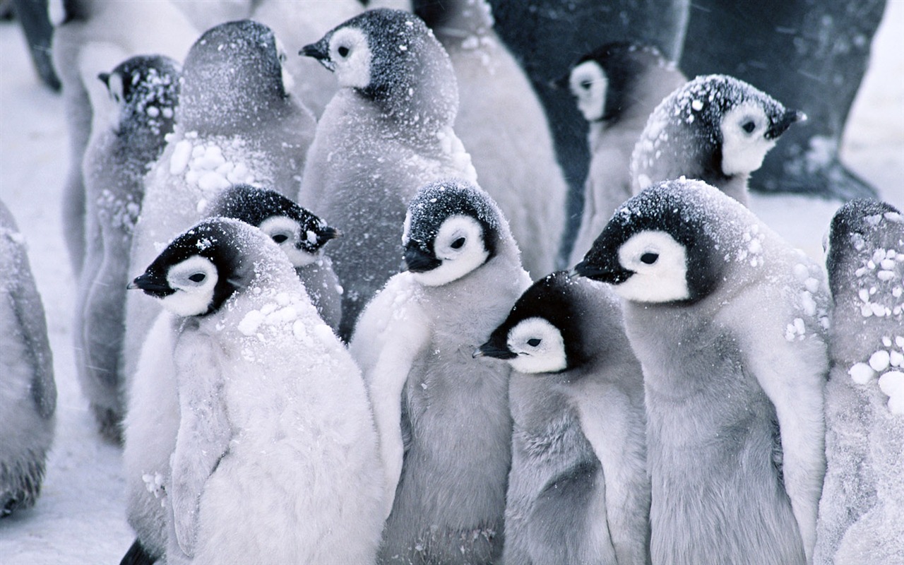 Photo of Penguin Animal Wallpapers #1 - 1280x800