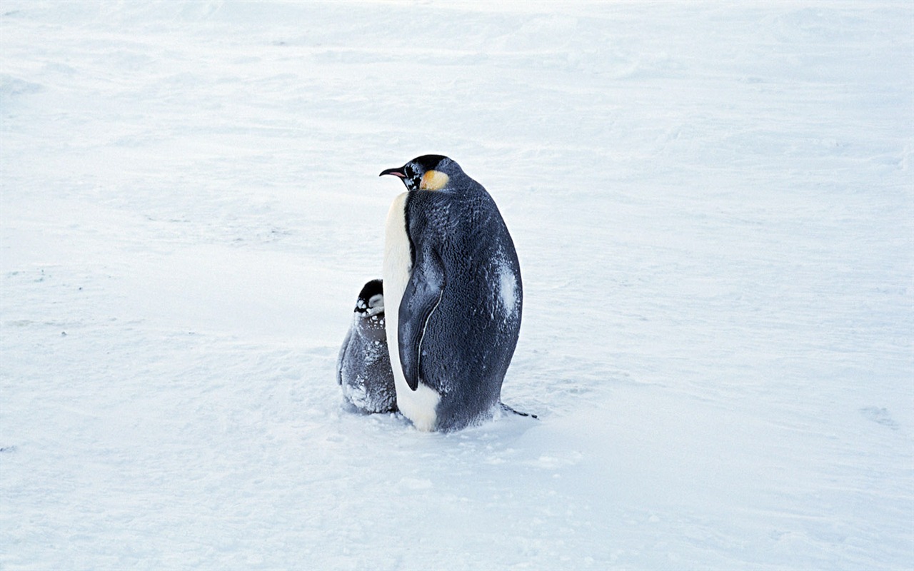 Photo of Penguin Animal Wallpapers #2 - 1280x800