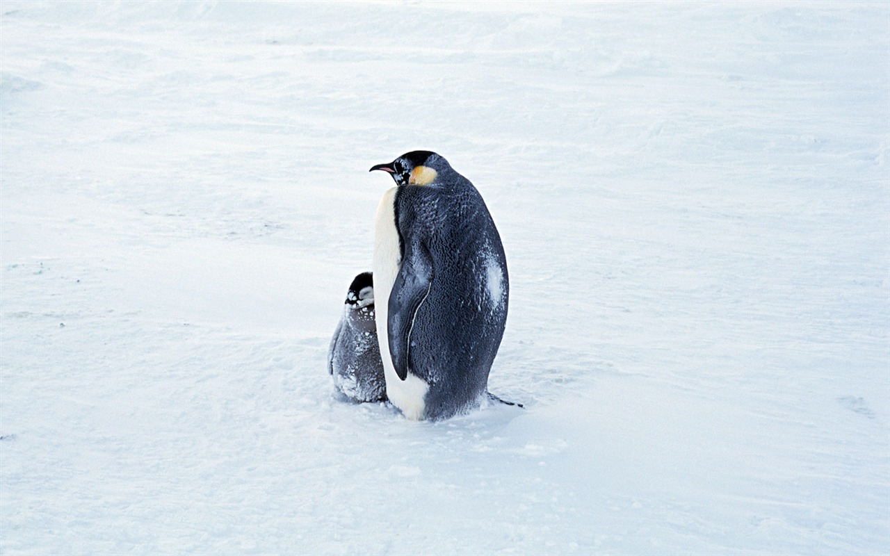Fotografie Tapety Penguin zvířat #2 - 1280x800