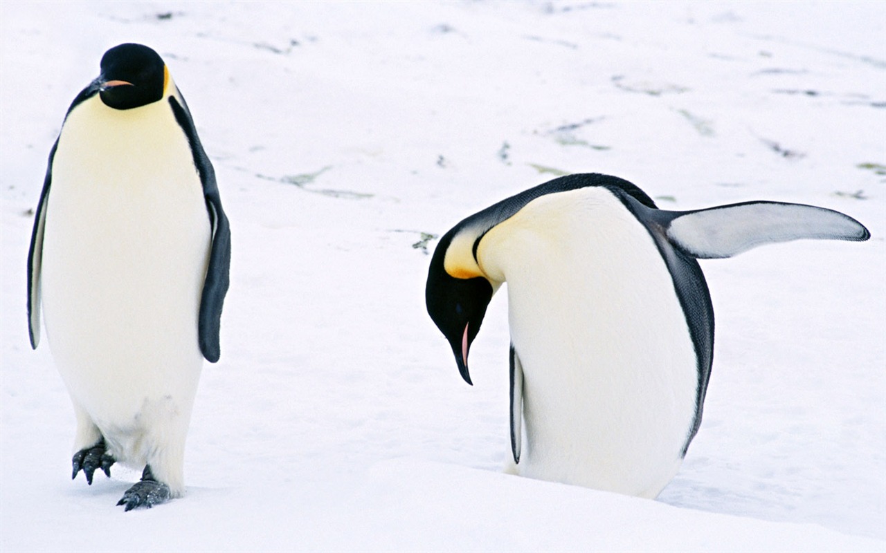 Photo of Penguin Animal Wallpapers #3 - 1280x800