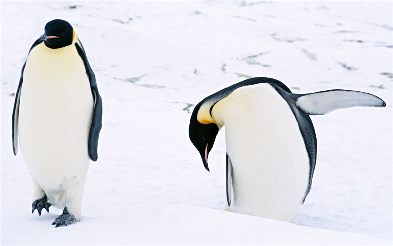 Foto de Animales Fondos de Pingüino #3 - 1280x800