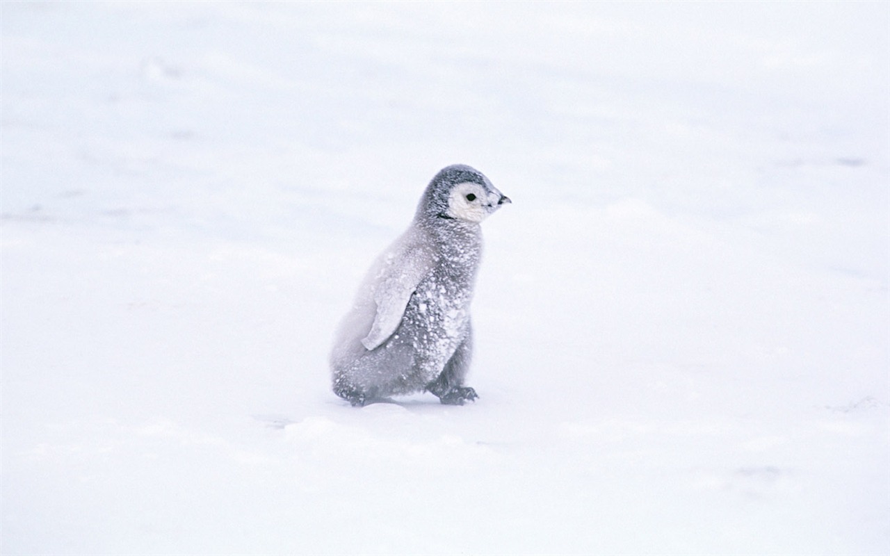 Foto de Animales Fondos de Pingüino #4 - 1280x800
