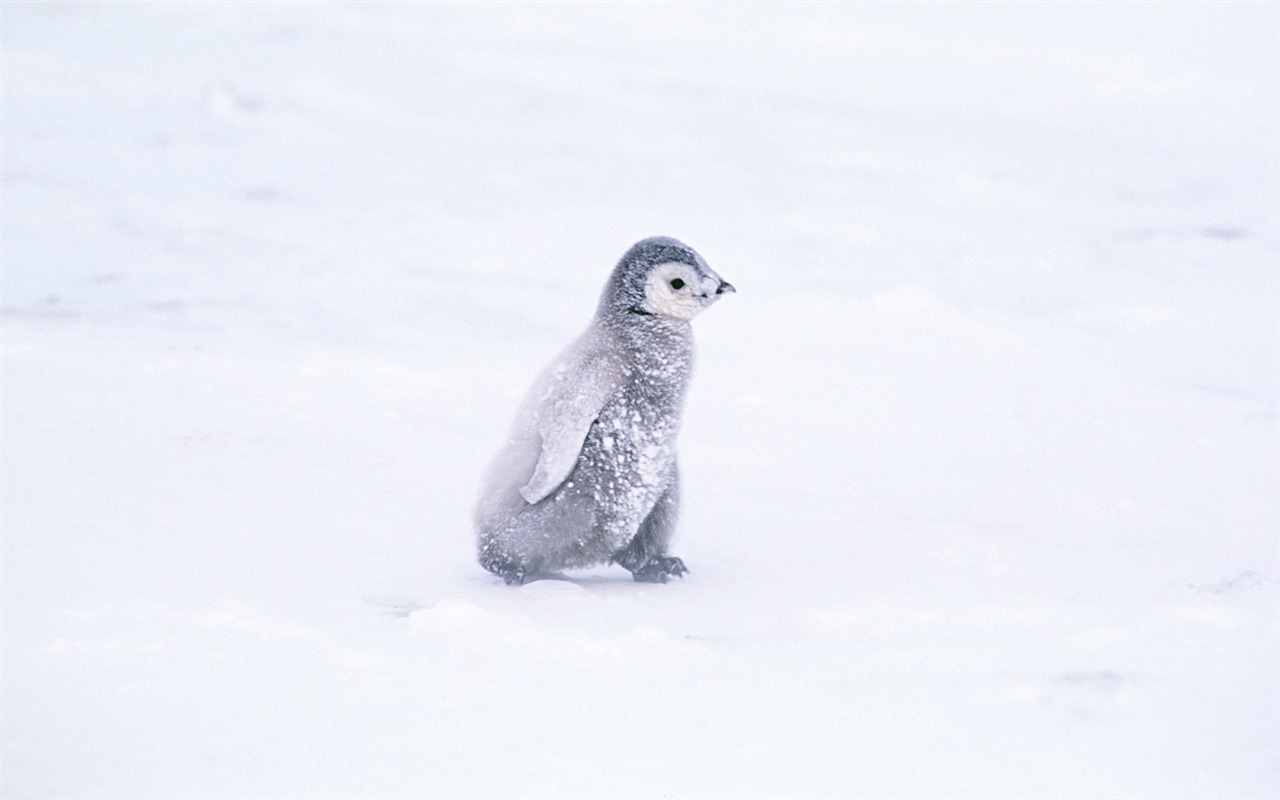 Photo of Penguin Animal Wallpapers #4 - 1280x800