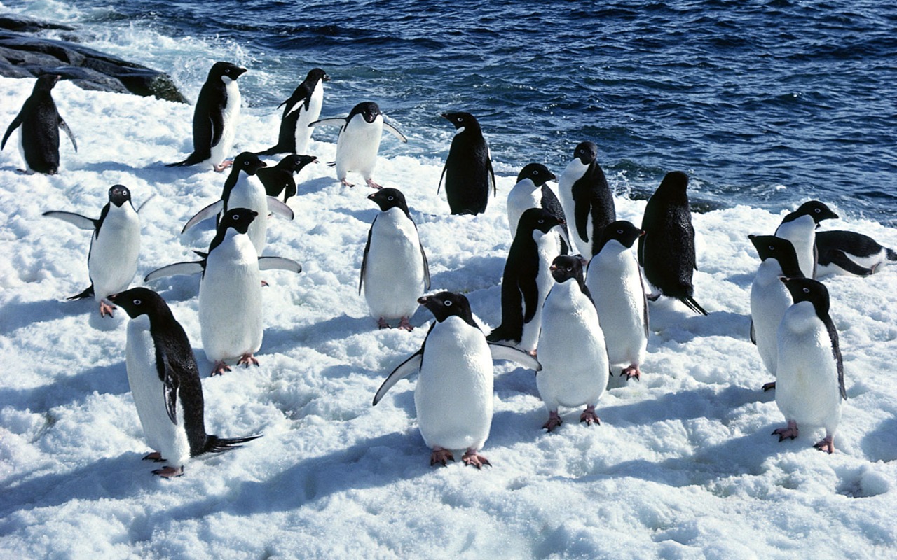 Fotografie Tapety Penguin zvířat #5 - 1280x800