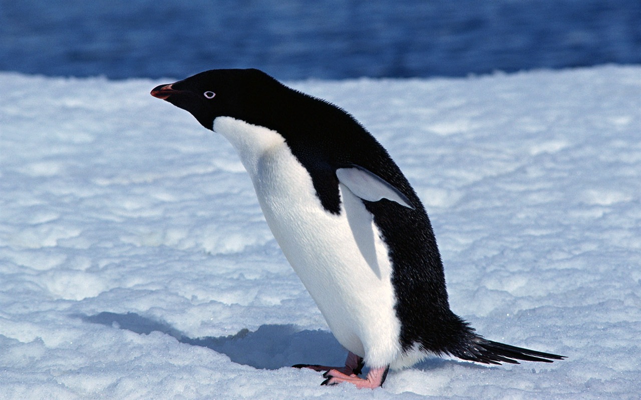 Photo of Penguin Animal Wallpapers #6 - 1280x800