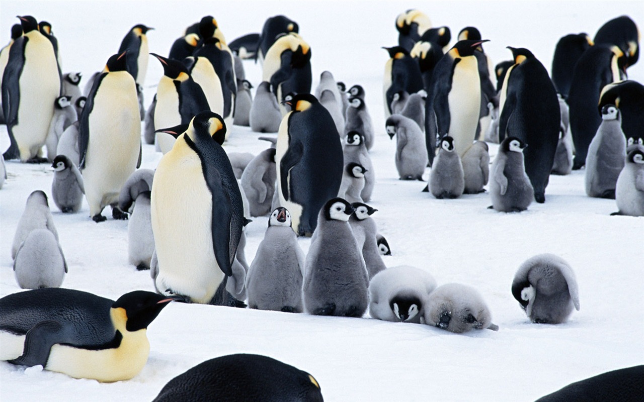 Photo of Penguin Animal Wallpapers #7 - 1280x800