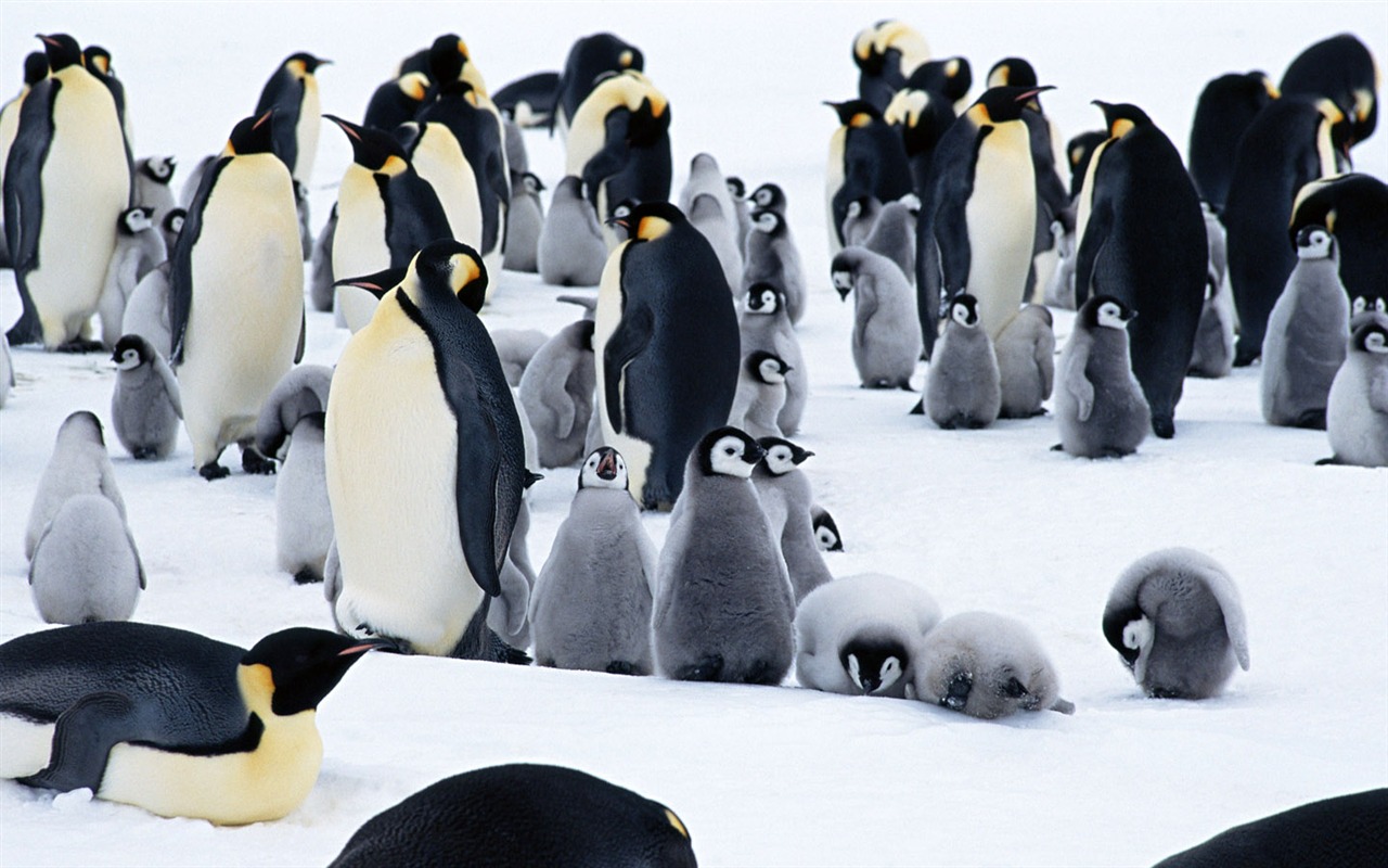 Fotografie Tapety Penguin zvířat #7 - 1280x800