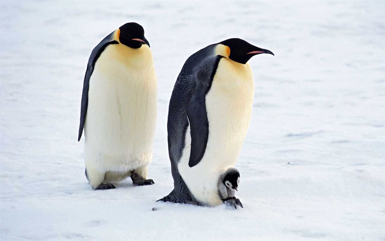 Photo of Penguin Animal Wallpapers #9 - 1280x800