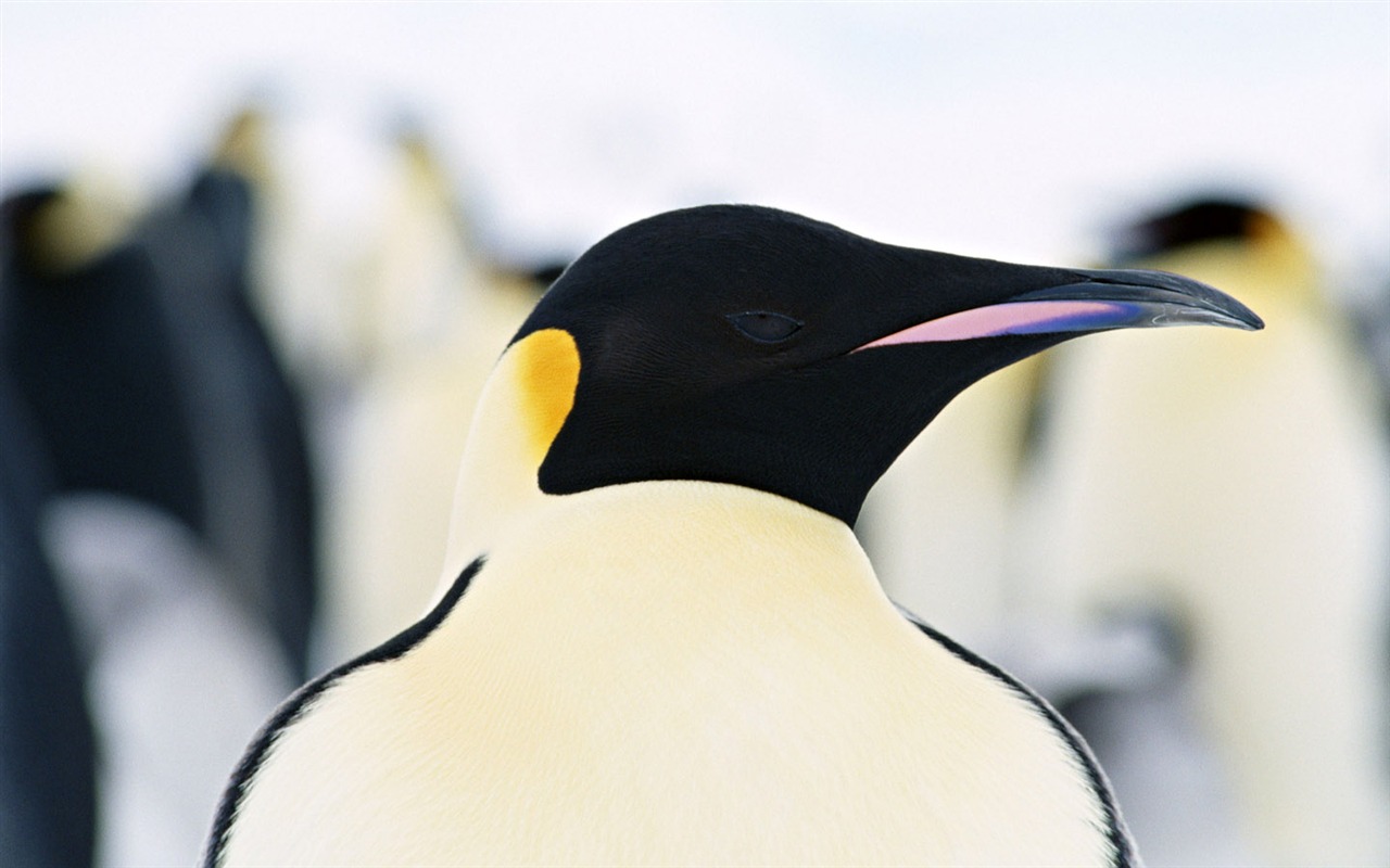 Foto de Animales Fondos de Pingüino #10 - 1280x800