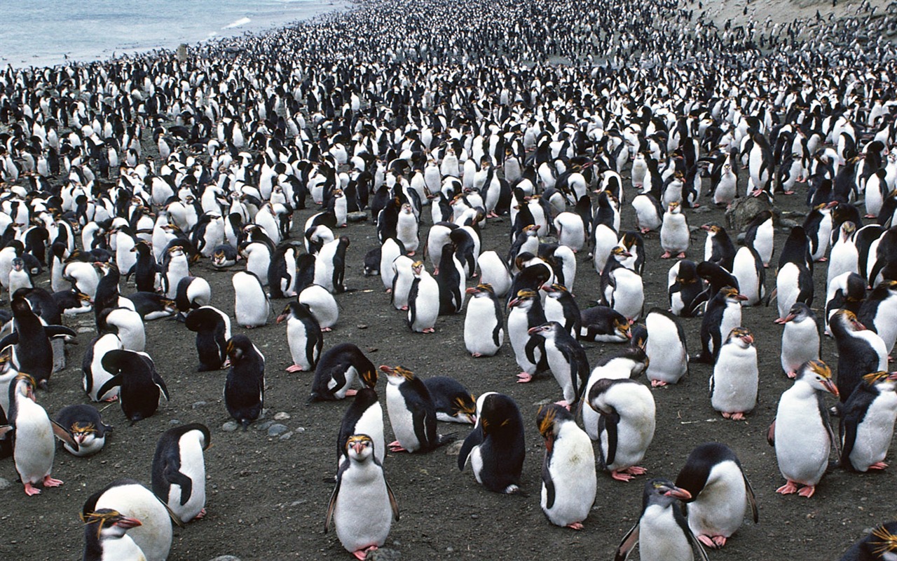 Foto von Penguin Animal Wallpapers #12 - 1280x800