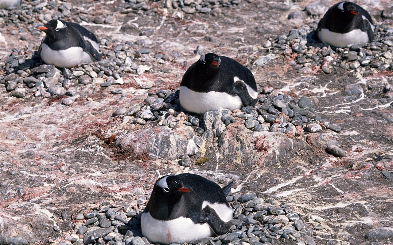 Fotografie Tapety Penguin zvířat #13 - 1280x800