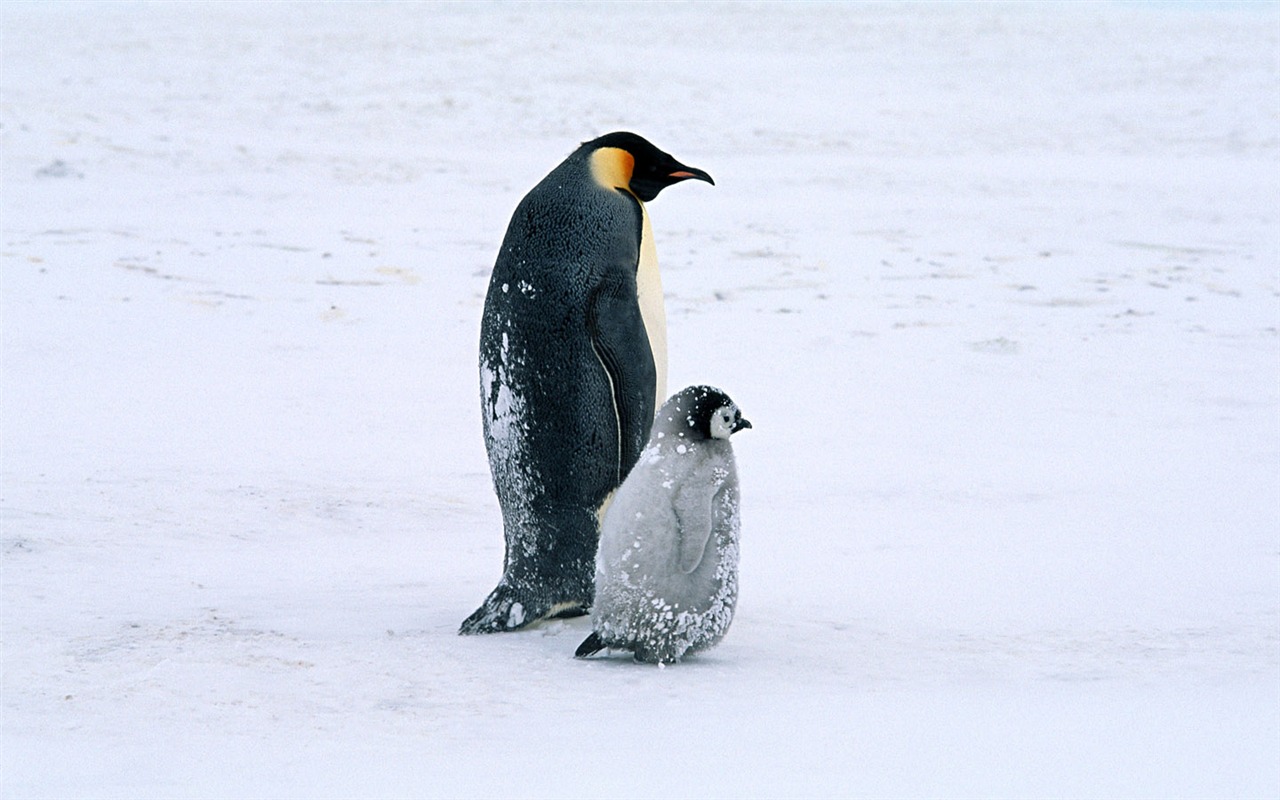Photo of Penguin Animal Wallpapers #14 - 1280x800