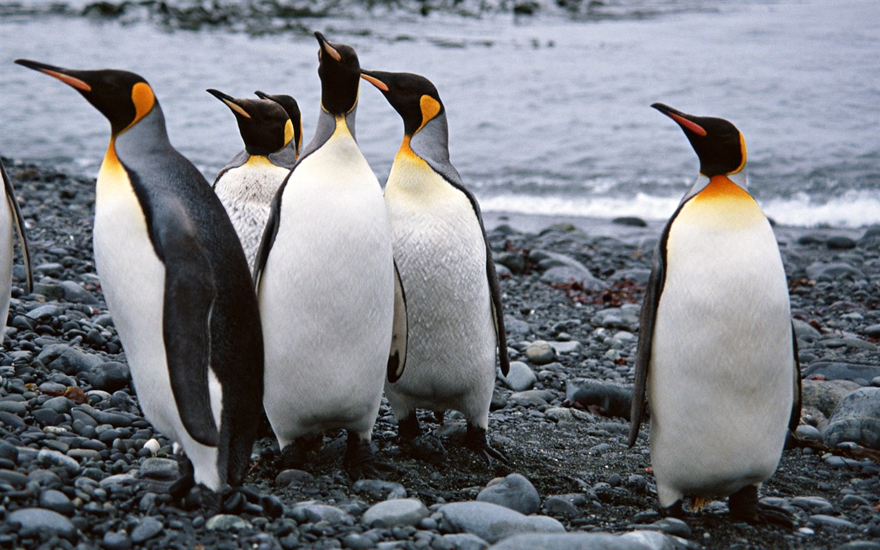 Photo of Penguin Animal Wallpapers #15 - 1280x800