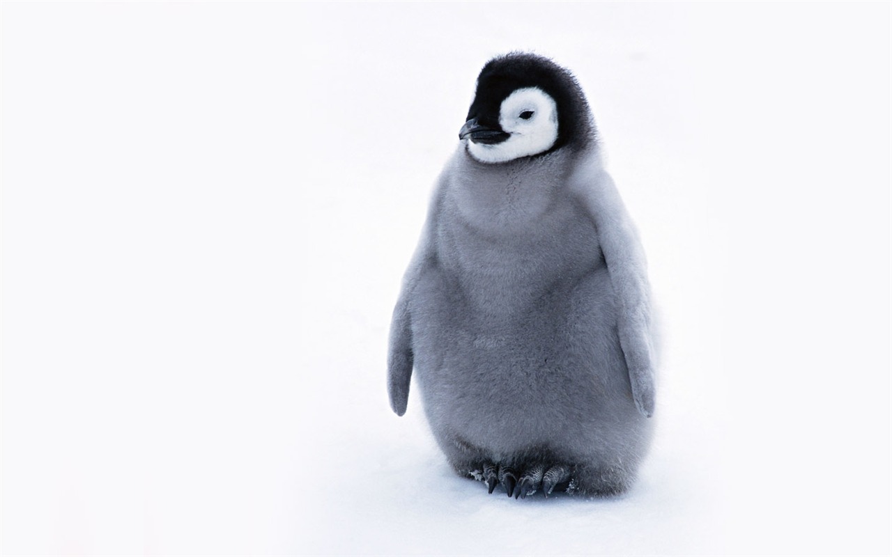 Foto de Animales Fondos de Pingüino #17 - 1280x800