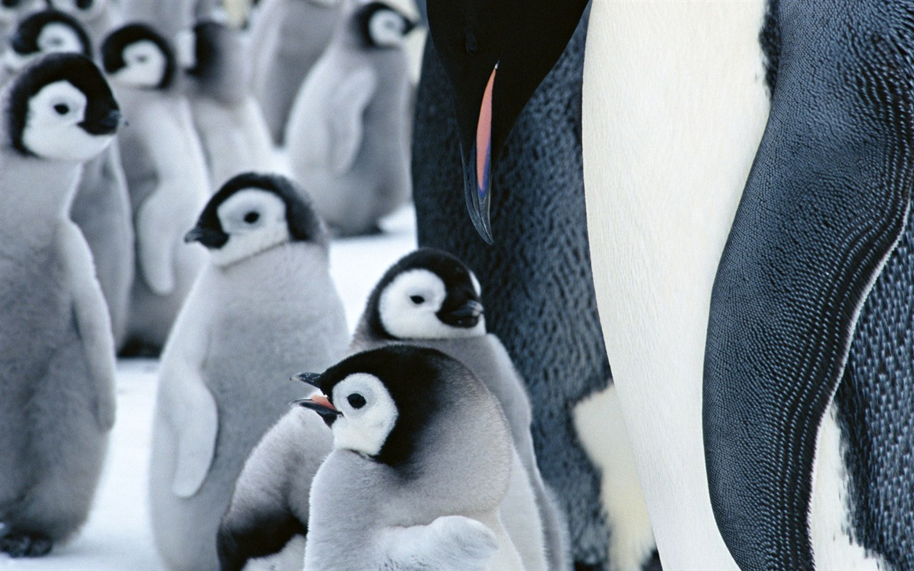 Fotografie Tapety Penguin zvířat #20 - 1280x800