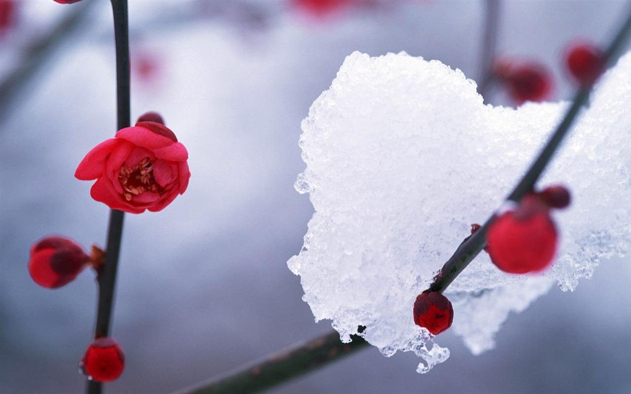 HD wallpaper cool winter snow scene #1 - 1280x800