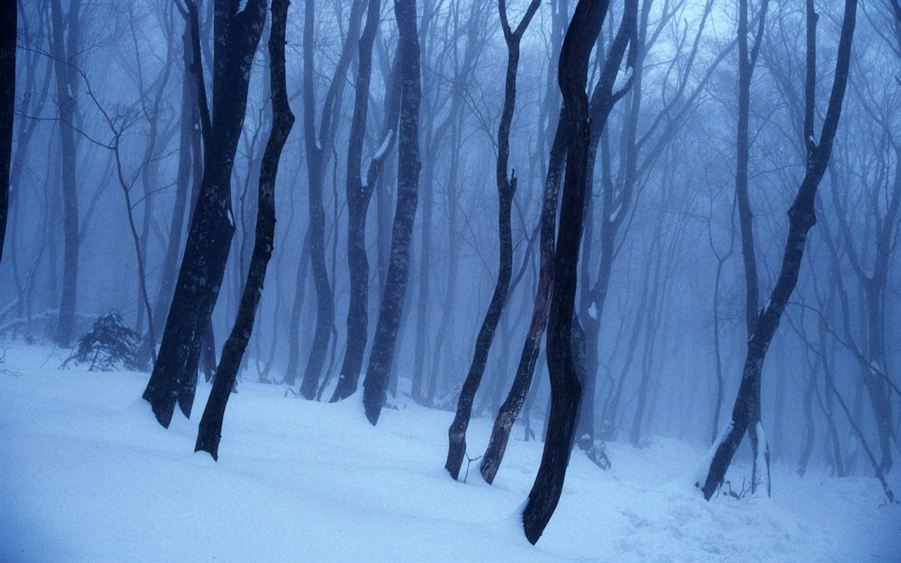 fondos de escritorio de alta definición de invierno la nieve fresca escena #11 - 1280x800