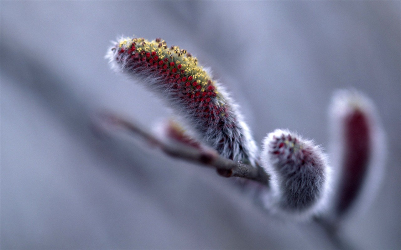 HD wallpaper cool winter snow scene #14 - 1280x800