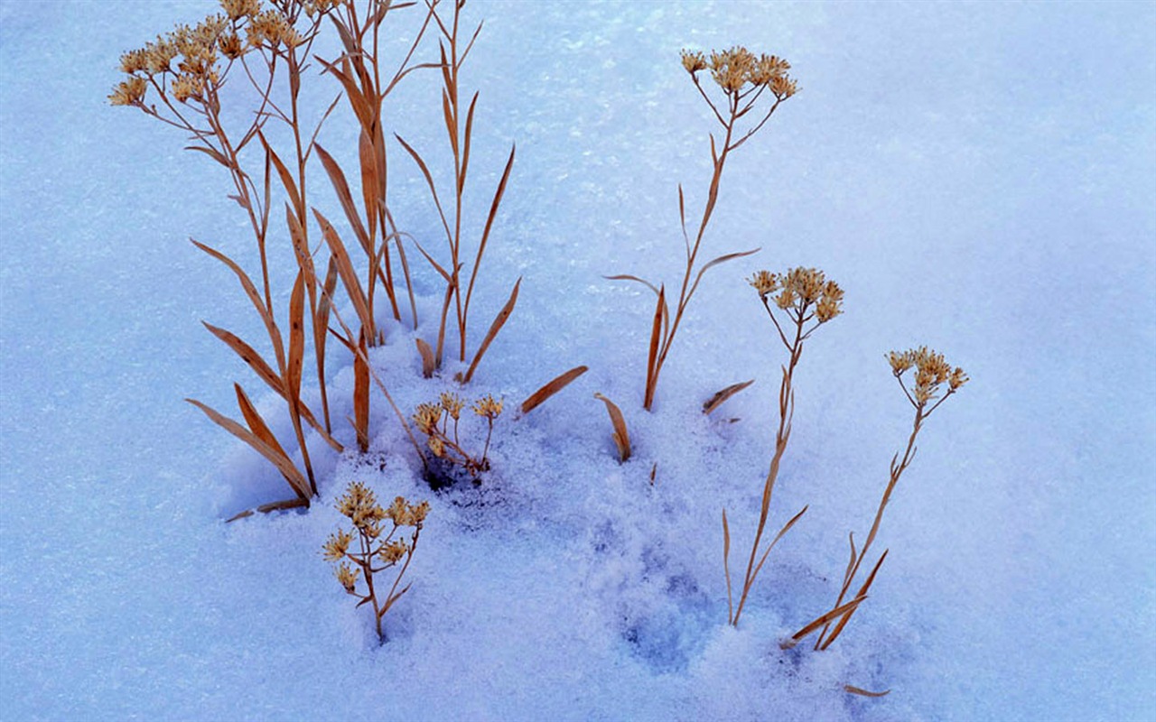 fondos de escritorio de alta definición de invierno la nieve fresca escena #21 - 1280x800