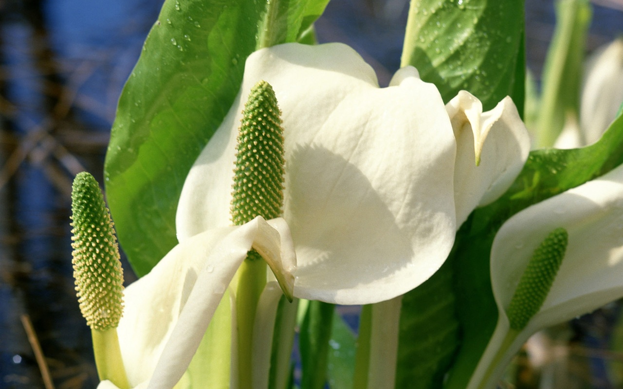 Snow-white flowers wallpaper #1 - 1280x800