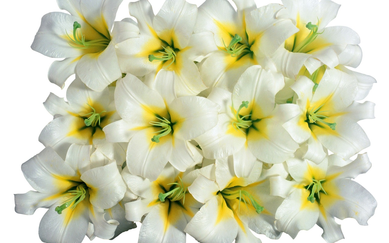 Snow-white flowers wallpaper #3 - 1280x800