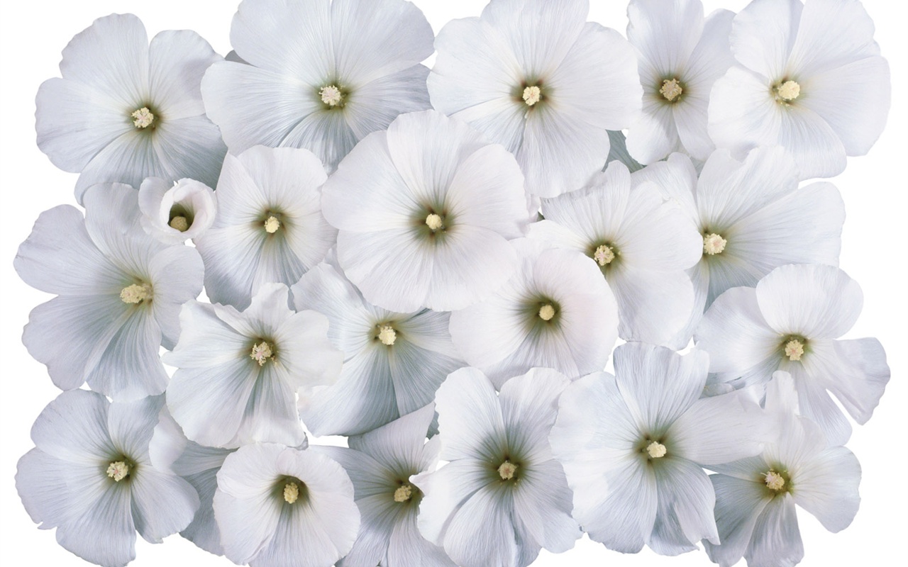 눈같이 흰 꽃 벽지 #4 - 1280x800