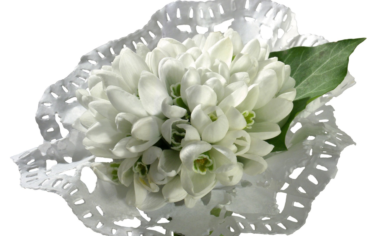 눈같이 흰 꽃 벽지 #8 - 1280x800
