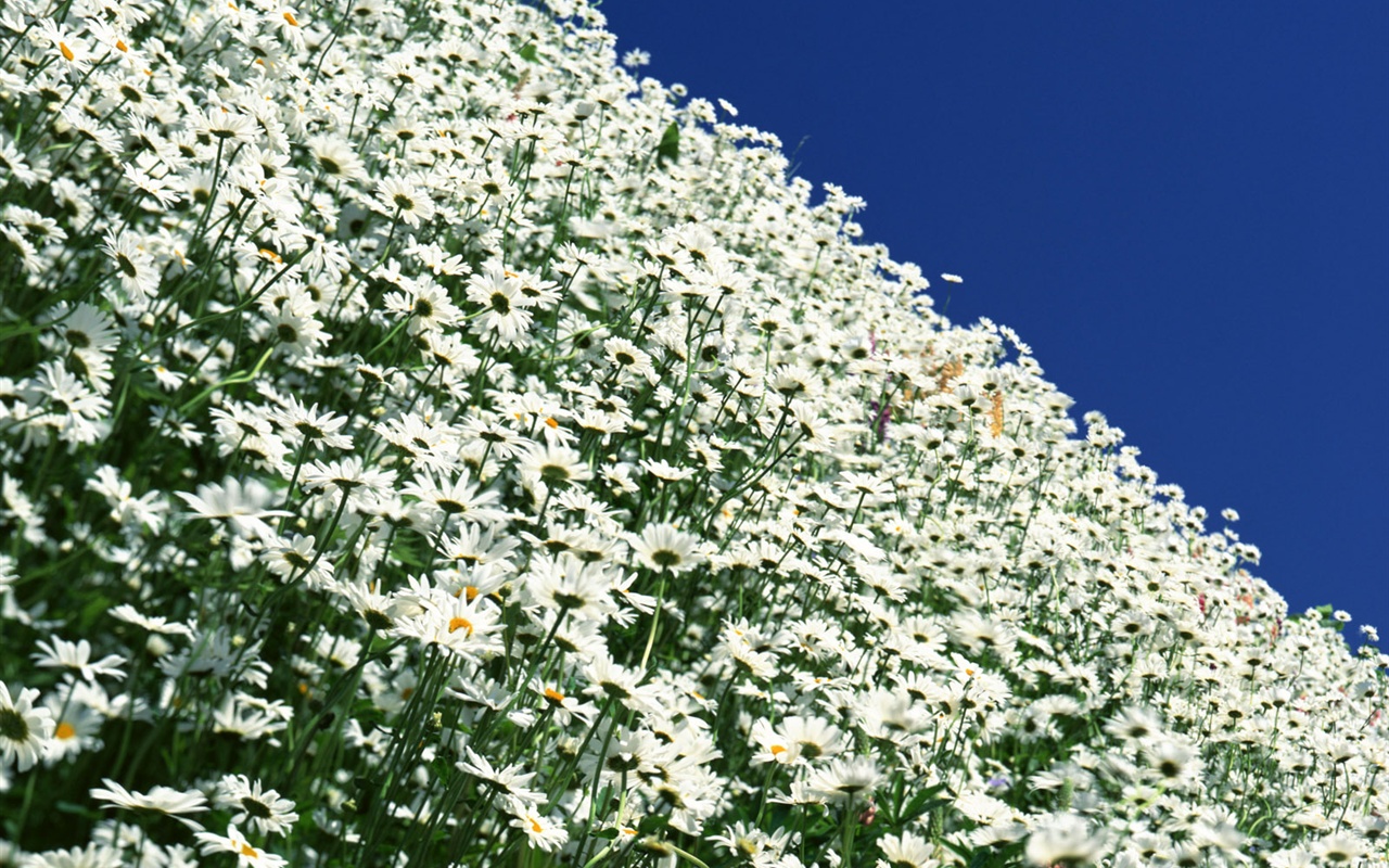 Snow-white flowers wallpaper #9 - 1280x800