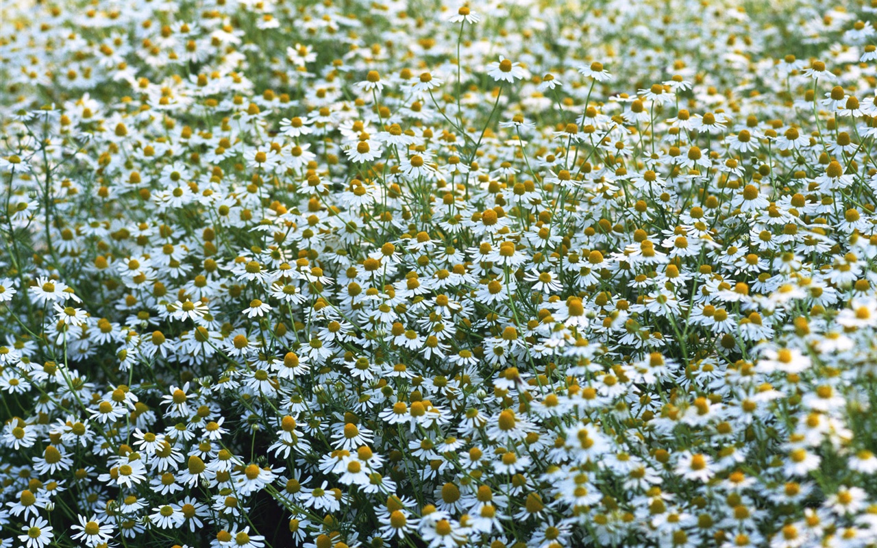 눈같이 흰 꽃 벽지 #10 - 1280x800