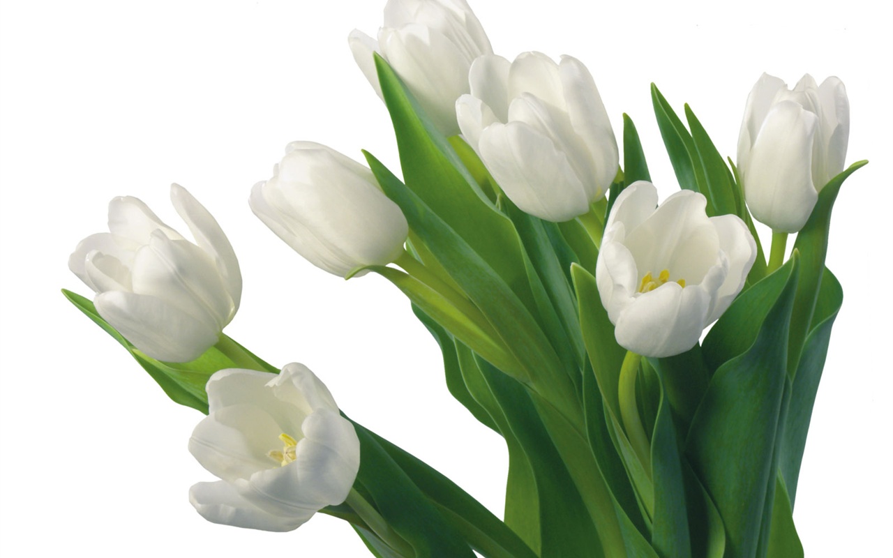 Blanche-Neige fond d'écran fleurs #12 - 1280x800